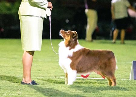 Australian Shepherd for sale by SCINTILLI