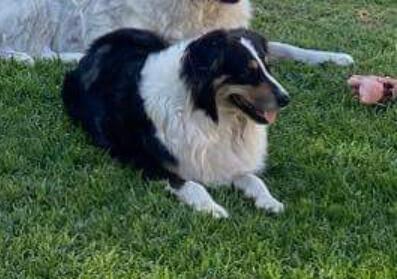 Australian Shepherd for sale by SCINTILLI