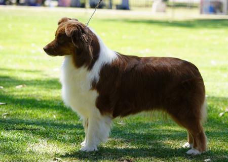 Australian Shepherd for sale by SCINTILLI