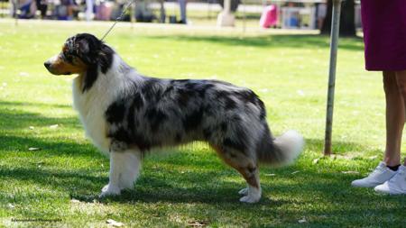 Australian Shepherd for sale by SCINTILLI