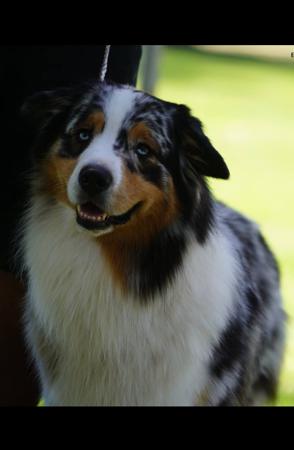 Australian Shepherd for sale by SCINTILLI