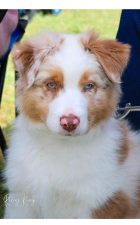 Australian Shepherd for sale by SCINTILLI
