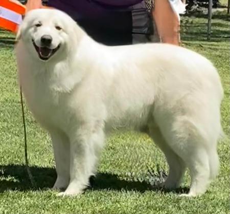 Maremma Sheepdog for sale by SCINTILLI