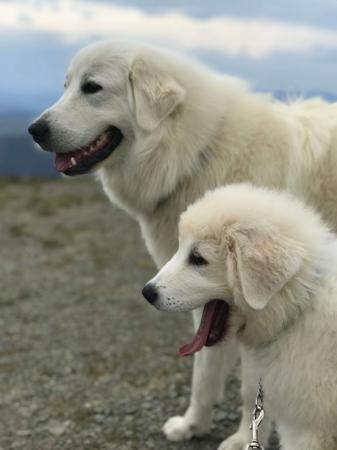 Maremma Sheepdog for sale by SCINTILLI