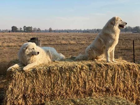 Maremma Sheepdog for sale by SCINTILLI