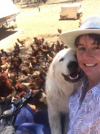 Maremma Sheepdog for sale by SCINTILLI