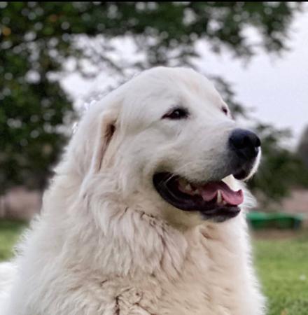 Maremma Sheepdog for sale by SCINTILLI