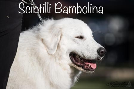 Maremma Sheepdog for sale by SCINTILLI