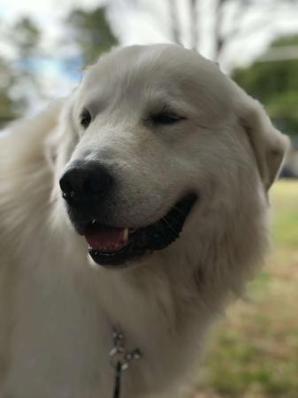 Maremma Sheepdog for sale by SCINTILLI