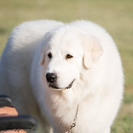 Maremma Sheepdog for sale by SCINTILLI