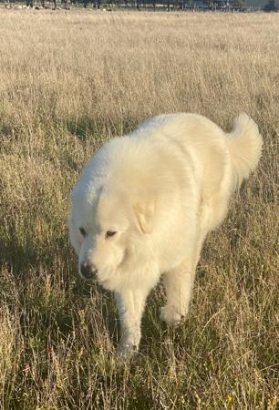 Maremma Sheepdog for sale by SCINTILLI