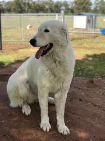 Maremma Sheepdog for sale by SCINTILLI