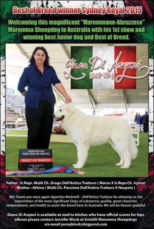 Maremma Sheepdog for sale by SCINTILLI