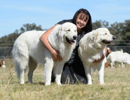 Maremma Sheepdog for sale by SCINTILLI