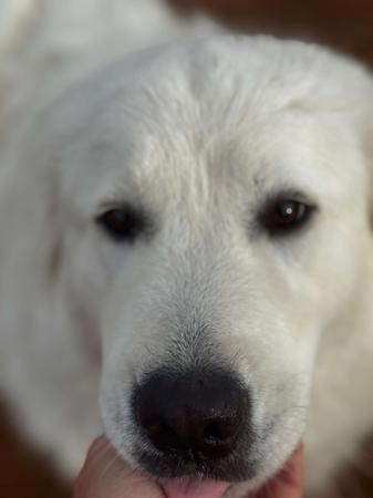 Maremma Sheepdog for sale by SCINTILLI
