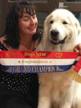 Maremma Sheepdog for sale by SCINTILLI