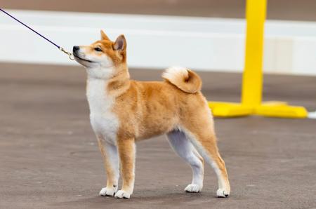 Shiba Inu for sale by INUUSIK