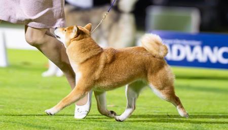 Shiba Inu for sale by INUUSIK