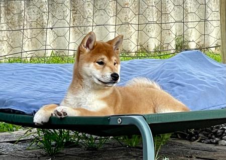Shiba Inu for sale by RUMBLE