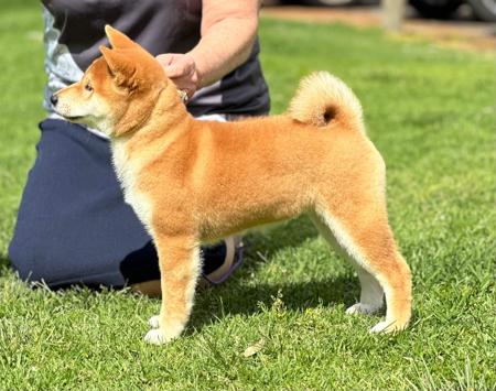 Shiba Inu for sale by INUUSIK