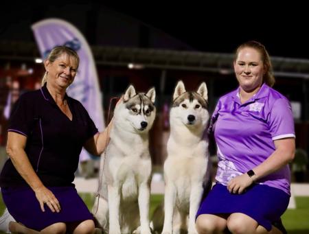 Siberian Husky for sale by INUUSIK