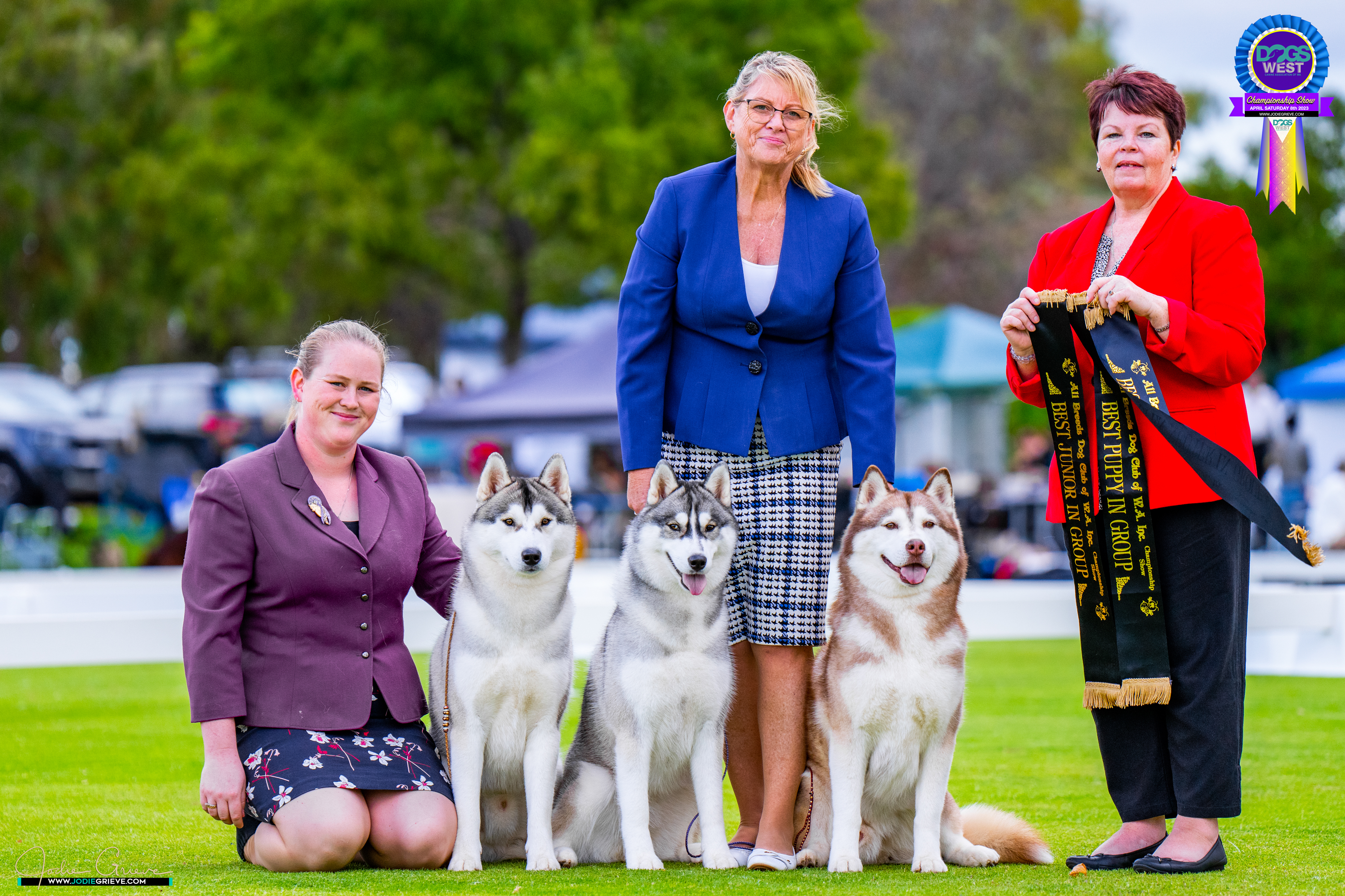 Siberian Husky for sale by INUUSIK