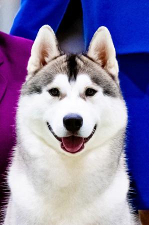 Siberian Husky for sale by RUMBLE