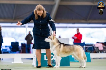 Siberian Husky for sale by INUUSIK