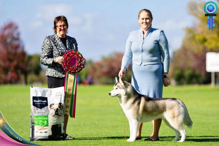 Siberian Husky for sale by INUUSIK