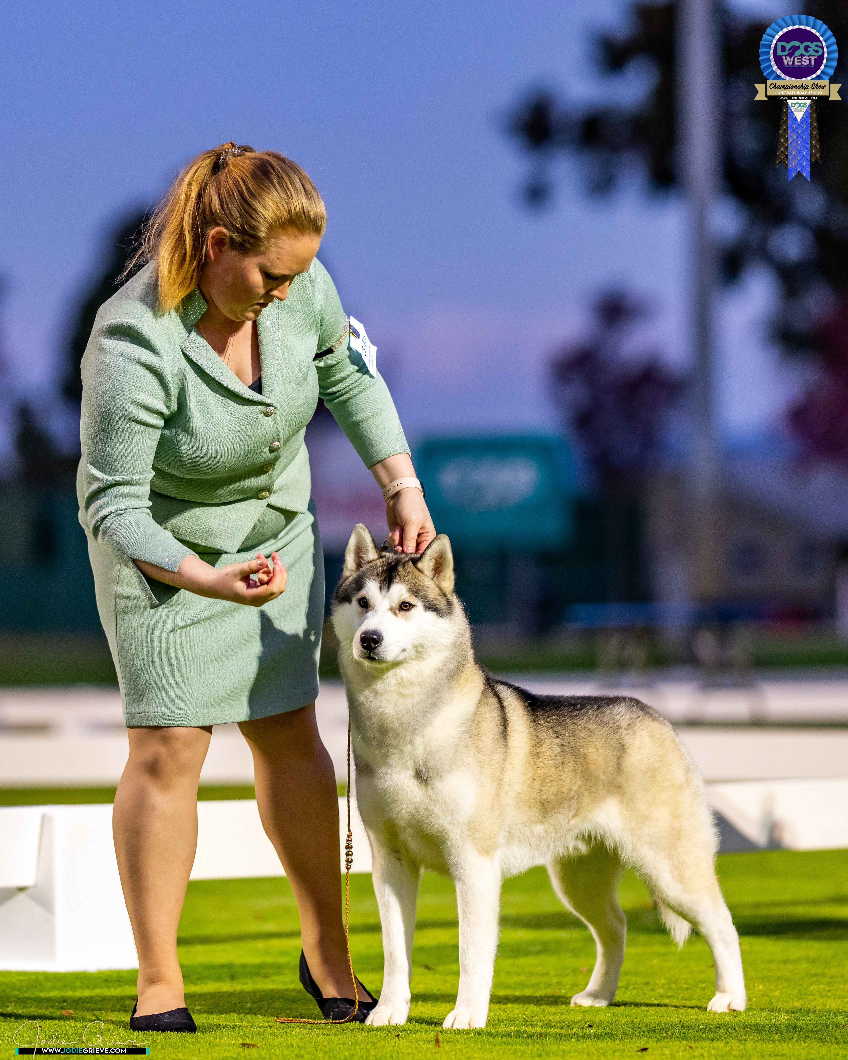 Siberian Husky for sale by INUUSIK