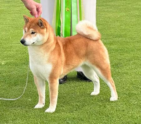 Shiba Inu for sale by INUUSIK