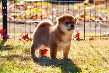 Shiba Inu for sale by INUUSIK