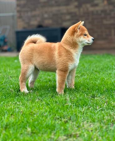 Shiba Inu for sale by INUUSIK