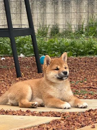 Shiba Inu for sale by INUUSIK