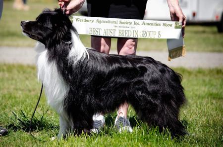 Border Collie for sale by ZAVSARI