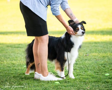 Border Collie for sale by ZAVSARI