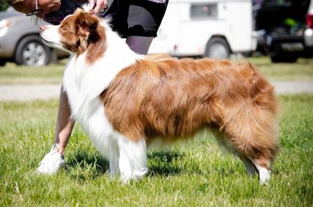 Border Collie for sale by ZAVSARI