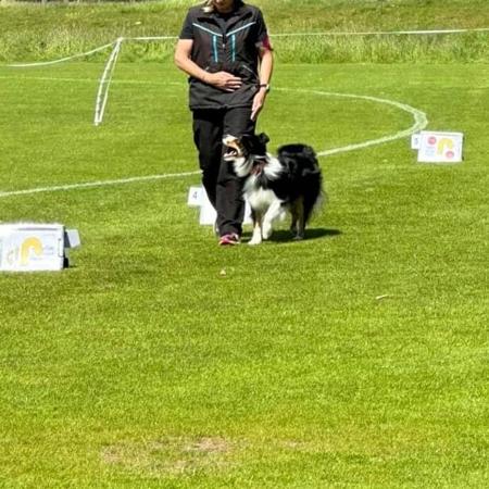 Border Collie for sale by ZAVSARI