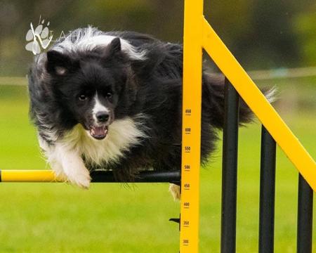 Border Collie for sale by ZAVSARI