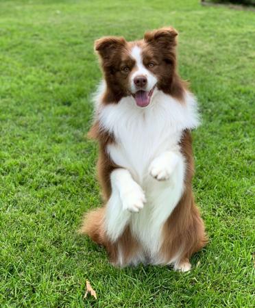 Border Collie for sale by ZAVSARI
