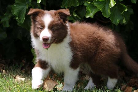 Border Collie for sale by ZAVSARI