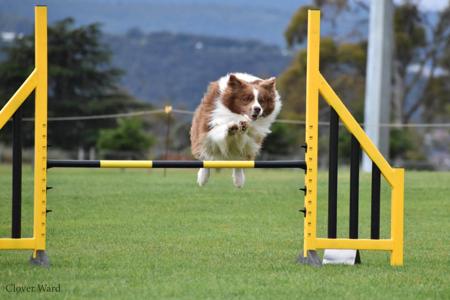 Border Collie for sale by ZAVSARI