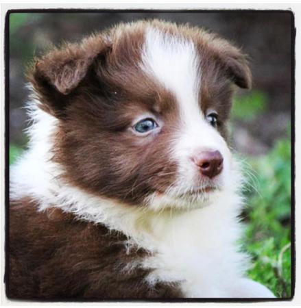 Border Collie for sale by ZAVSARI