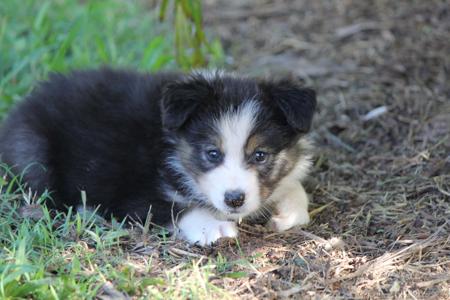 Border Collie for sale by ZAVSARI