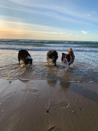 Border Collie for sale by ZAVSARI