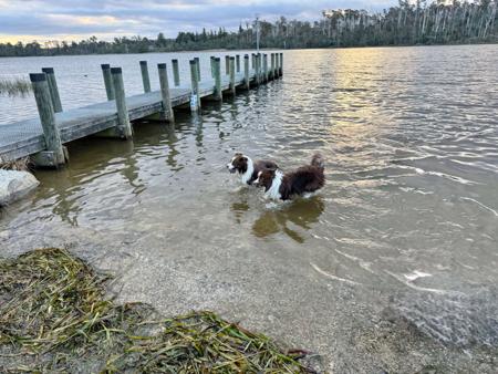 Border Collie for sale by ZAVSARI