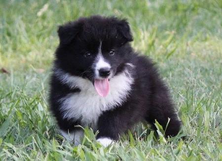 Border Collie for sale by ZAVSARI