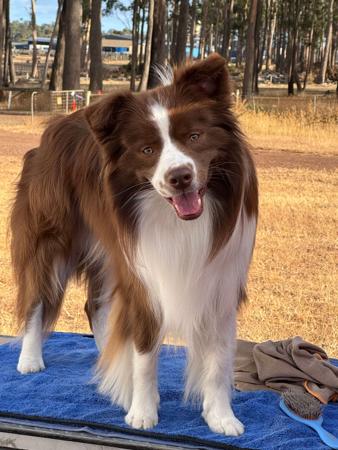 Border Collie for sale by ZAVSARI