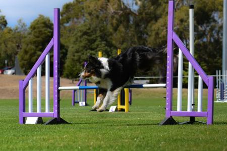 Border Collie for sale by ZAVSARI