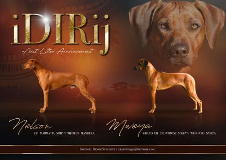 Rhodesian Ridgeback for sale by IDLRIJ